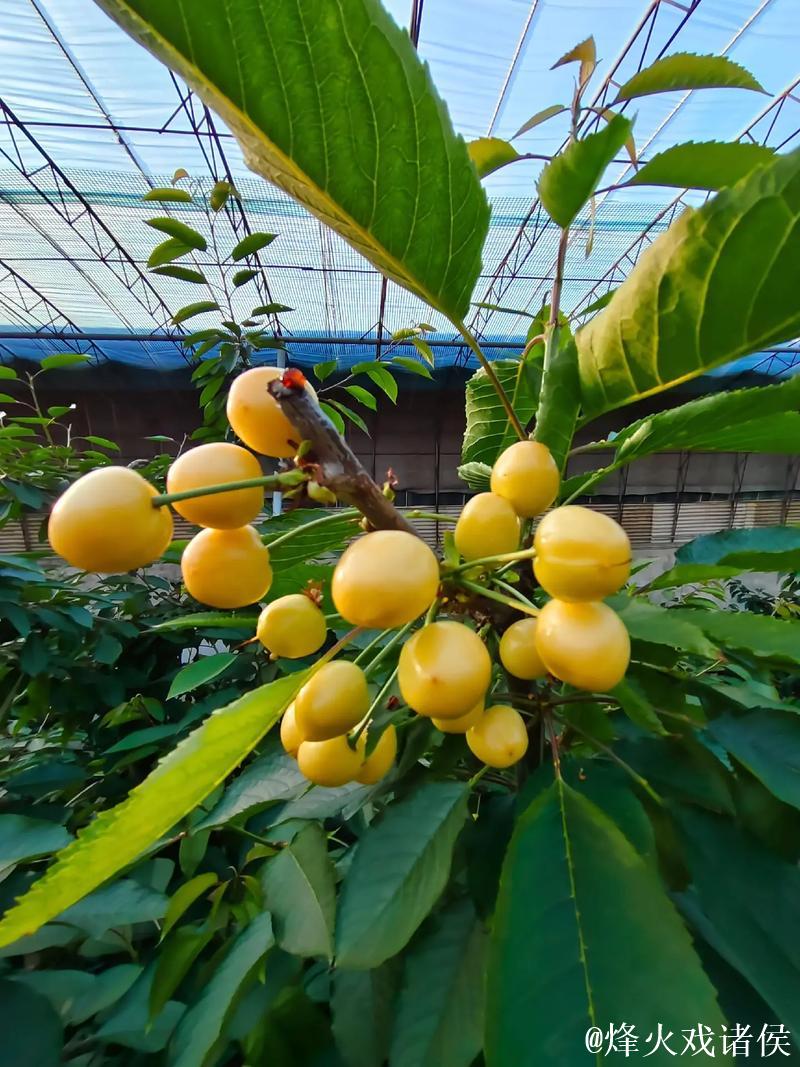 国产精品视频：樱桃红馨香，尽享免费精彩内容